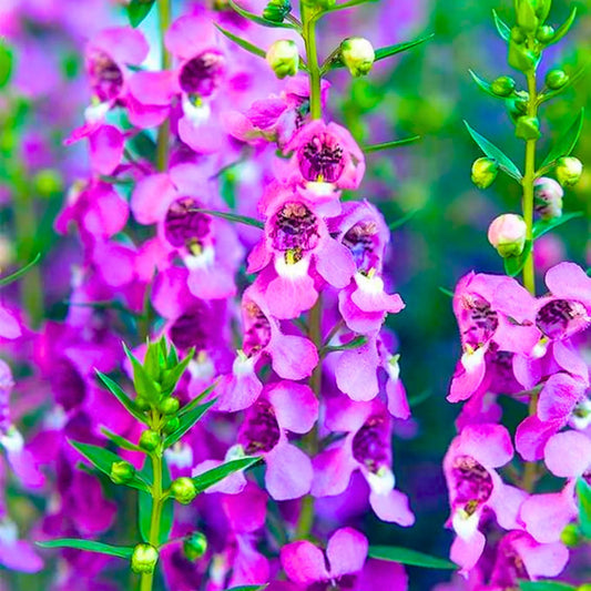 Angelonia Flower Seeds ¨C Summer Blooming Ornamental Garden Variety