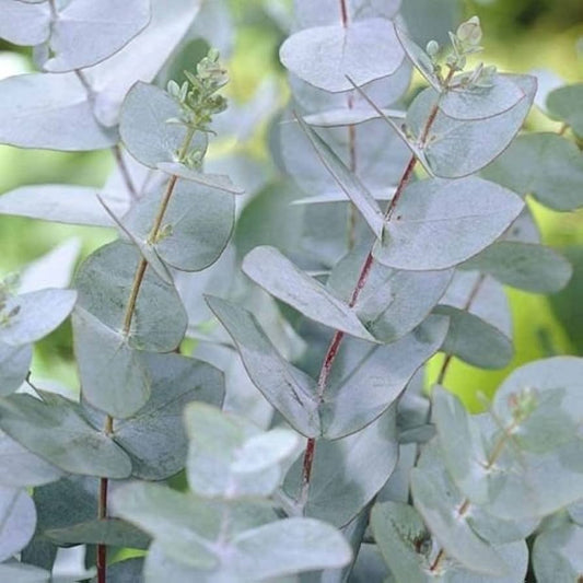 Apple Cider Eucalyptus Seeds for Planting Eucalyptus Gunnii aromatic garden patio pot