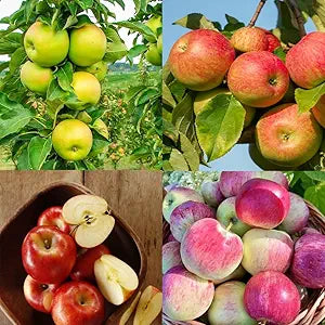 Apple Malus domestica Fruit Seeds for Planting in Garden Fruit Seeds for Home Gardens, Containers & Outdoor Growing