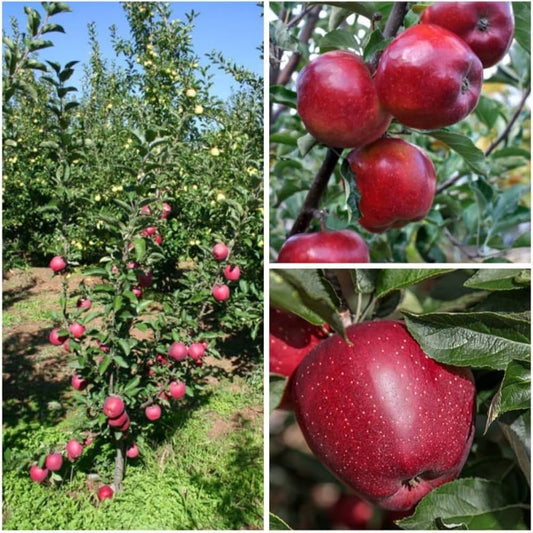 Apple Seeds for Planting Malus Domestica orchard home garden Fruit Seeds for Home Gardens, Containers & Outdoor Growing