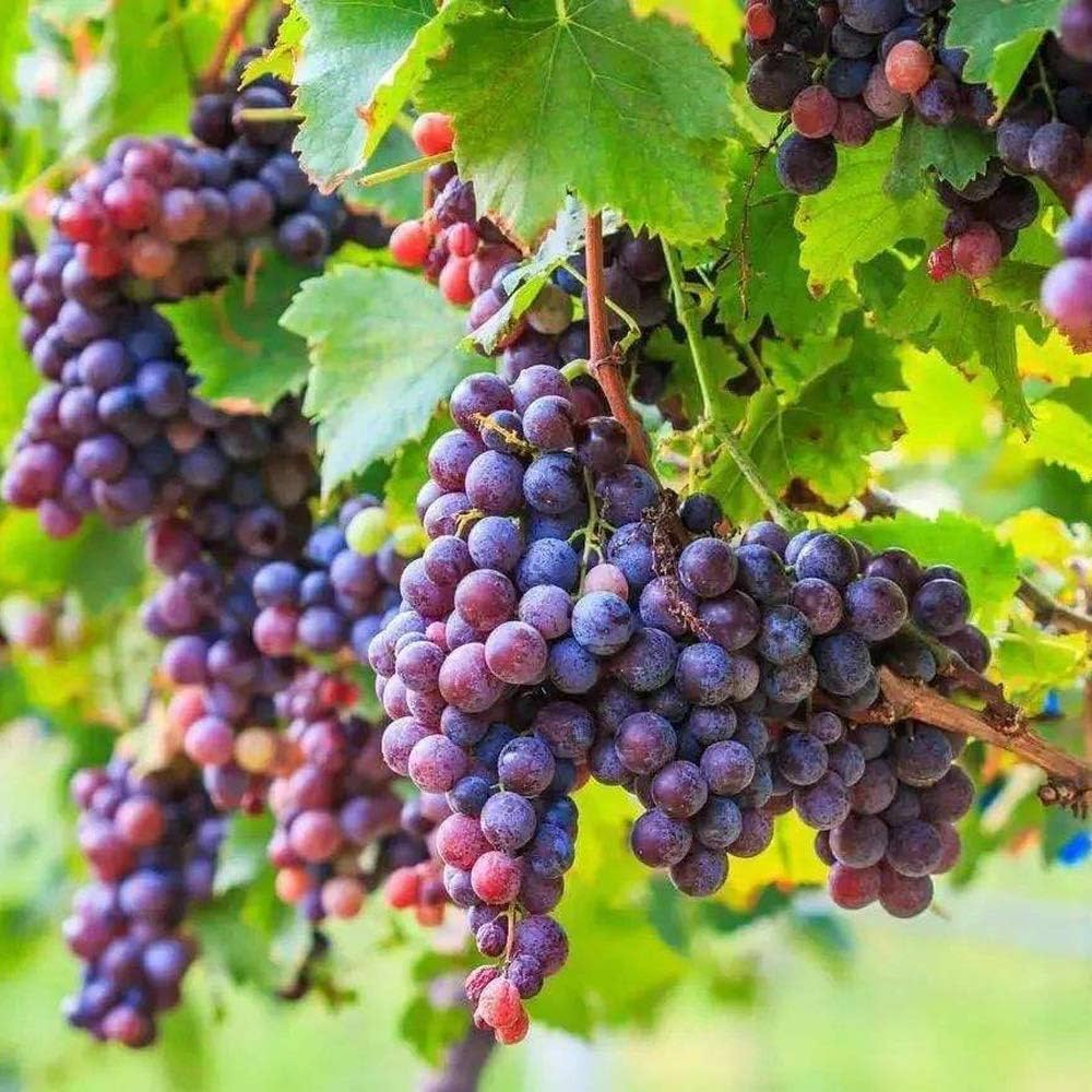 Grape Seeds for Planting Vitis Vinifera mixed colors edible garden trellis Fruit Vine Seeds for Home Gardens, Trellises & Outdoor Growing