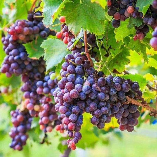 Grape Seeds for Planting Vitis Vinifera mixed colors edible garden trellis Fruit Vine Seeds for Home Gardens, Trellises & Outdoor Growing