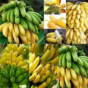 Banana Musa Fruit Seeds for Planting in Tropical Garden Tropical Fruit Seeds for Home Gardens, Containers & Outdoor Growing