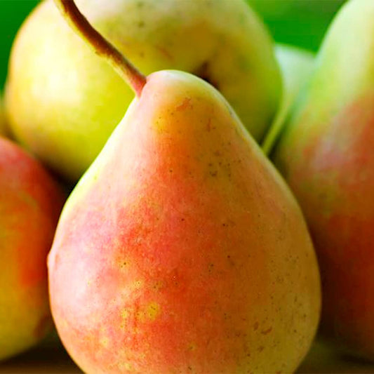 Bartlett Pear Tree Seeds for Planting Pyrus Communis orchard edible landscape Fruit Tree Seeds for Home Gardens, Containers & Outdoor Growing