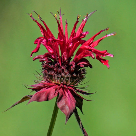 Bee Balm Seeds ¨C Native Perennial Pollinator Flower Variety