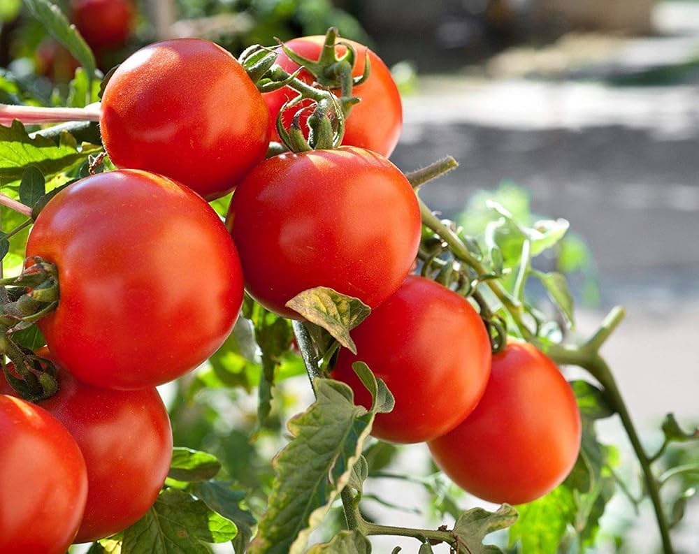 Big Tomato Solanum lycopersicum Vegetable Seeds for Planting in Vegetable Patch and Garden for Planting, Premium Vegetab