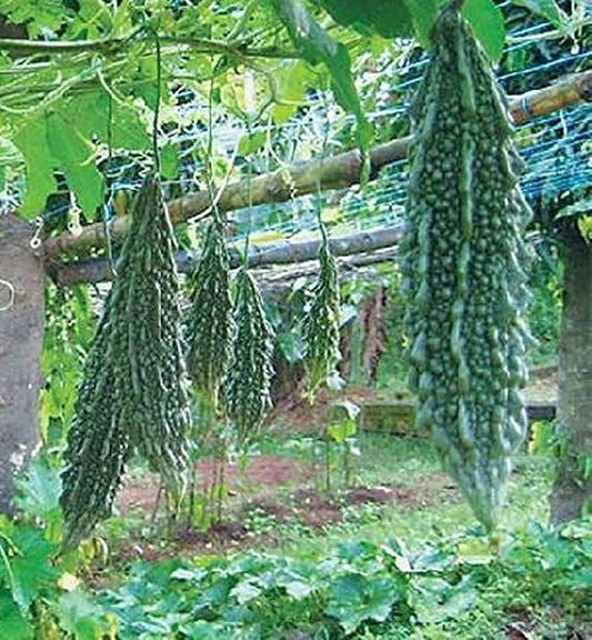 Chinese Bitter Gourd Seeds for Planting Momordica Charantia vegetable garden tropical patch for Planting, Premium Seeds