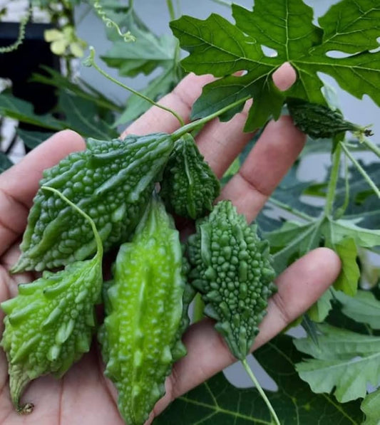 Bitter Gourd Seeds for Planting Momordica Charantia vegetable patch healing garden for Planting, Premium Seeds | Heirloo
