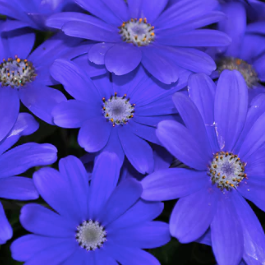 Blue-Eyed Daisy Flower Seeds ¨C Hardy Perennial Wildflower Garden Variety