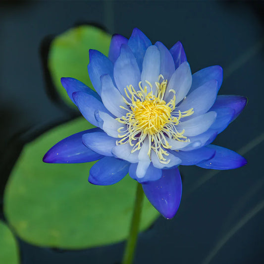 Blue Lotus Flower Seeds for Planting ¨C Exotic Aquatic Water Garden Variety Heirloom Non-GMO Seeds