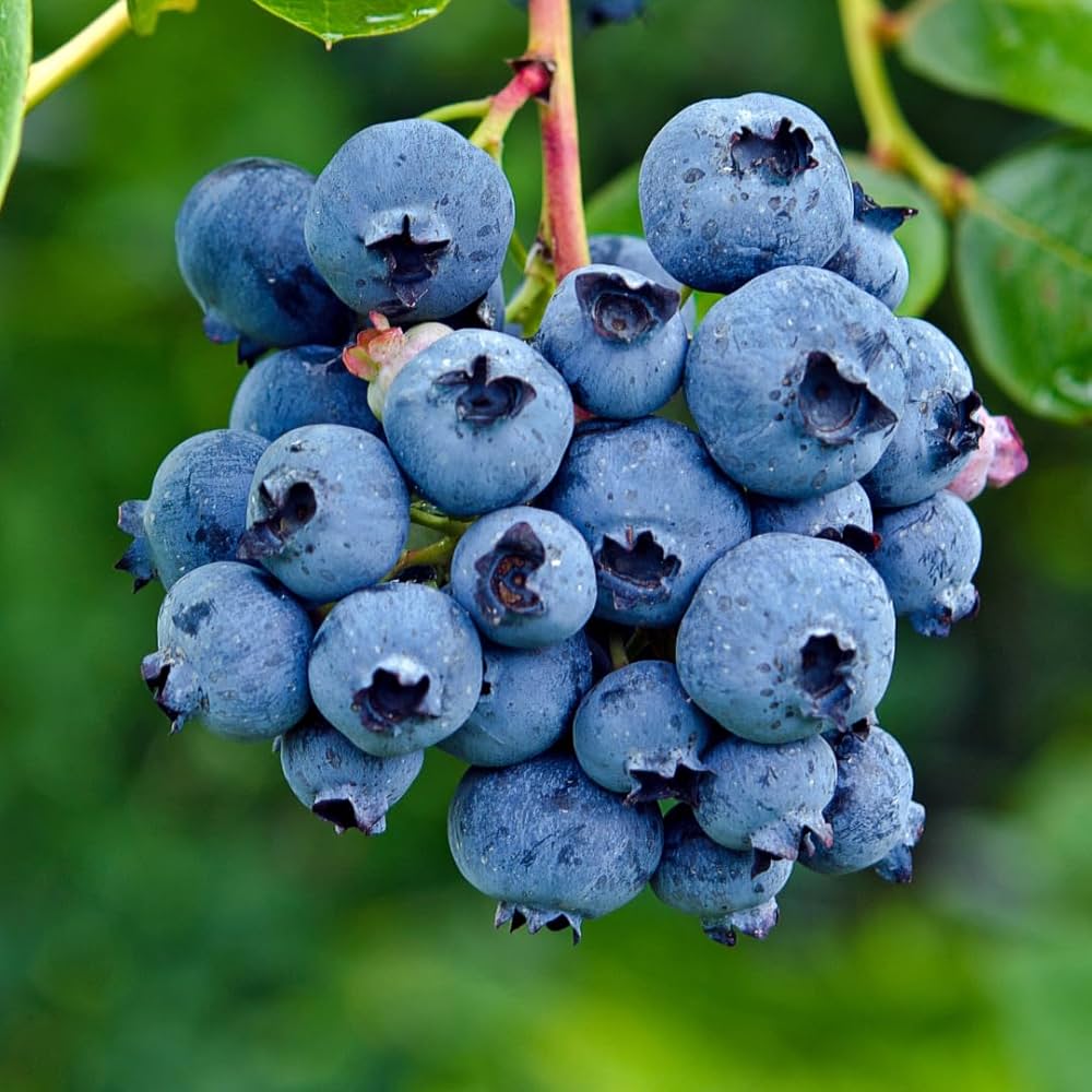 Blueberry Fruit Seeds for Planting Vaccinium Corymbosum berry patch home garden Perennial Fruit Seeds for Home Gardens, Raised Beds & Containers