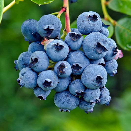 Blueberry Fruit Seeds for Planting Vaccinium Corymbosum berry patch home garden Perennial Fruit Seeds for Home Gardens, Raised Beds & Containers