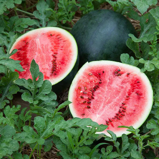 Mountain Hoosier Watermelon Citrullus lanatus Seeds for Planting in Vegetable Garden for Planting, Premium Seeds | Heirl