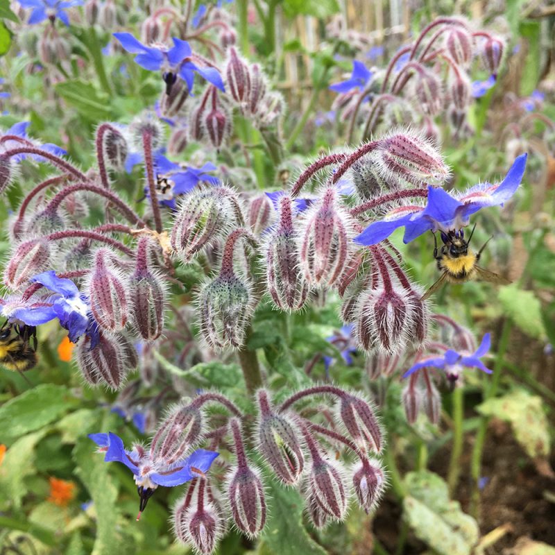 Borage Seeds | Heirloom Non-GMO Flower Seeds for Home Gardens
