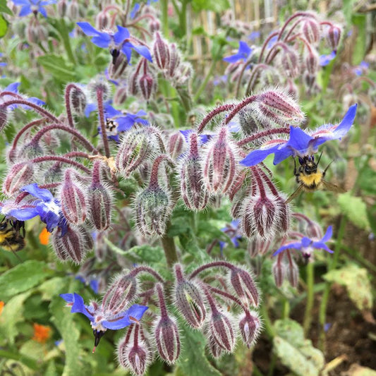 Borage Seeds | Heirloom Non-GMO Flower Seeds for Home Gardens