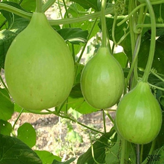Bottle Gourd Seeds for Planting Lagenaria Siceraria vegetable patch vertical garden for Planting, Premium Seeds | Heirlo
