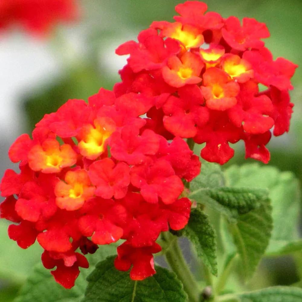 Lantana Seeds for Planting Lantana Camara flower bed patio garden Heirloom Non-GMO Seeds