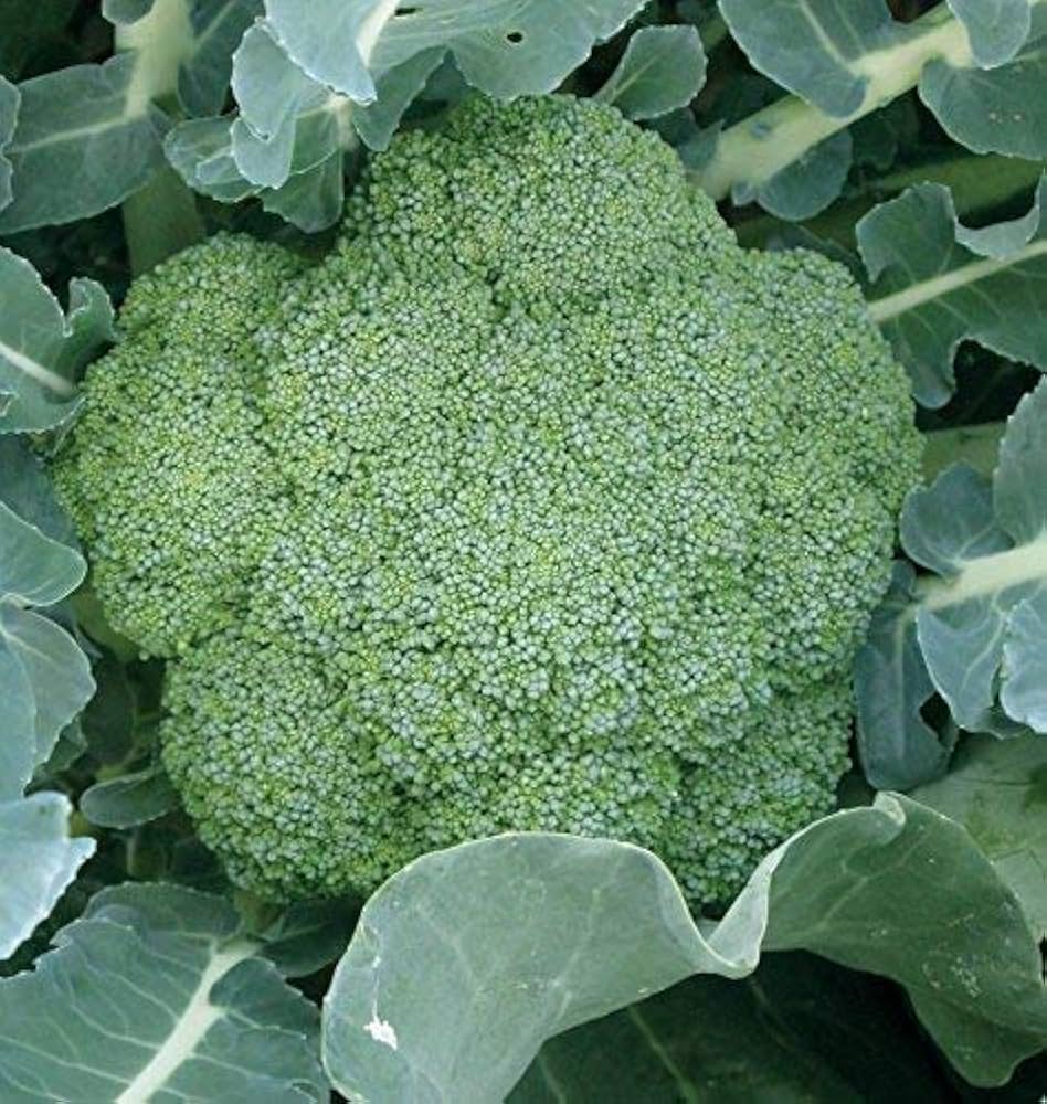 Broccoli Brassica oleracea Seeds for Planting for Vegetable Patch for Planting, Premium Seeds | Heirloom Non-GMO