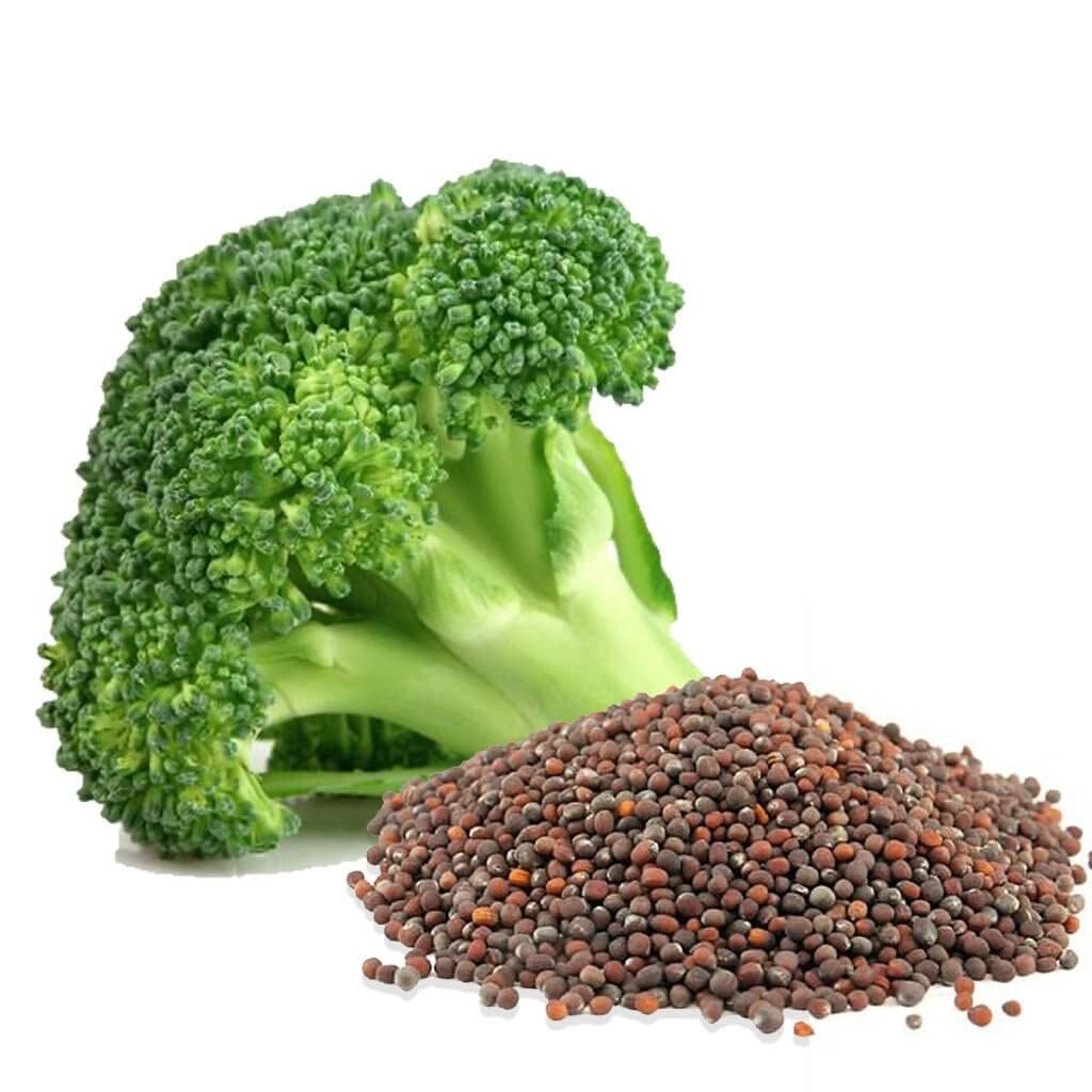 Broccoli Brassica Oleracea Vegetable Seeds for Planting, Premium Seeds | Heirloom Non-GMO