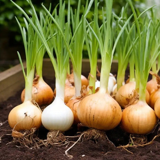 Brown Onions Allium cepa Seeds for Planting in Vegetable Patch and Home Garden for Planting, Premium Vegetable Seeds | H