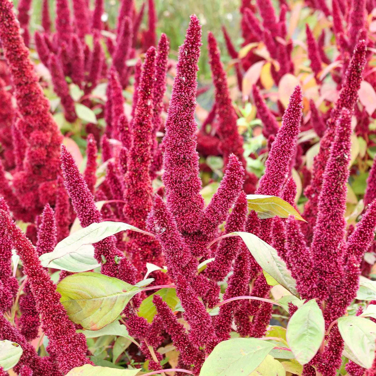 Amaranthus Flower Seeds for Planting ¨C Ornamental Blooming Garden Variety Heirloom Non-GMO Seeds