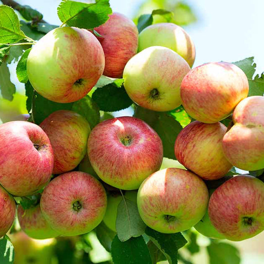 Apple Tree Seeds Fruit Tree Seeds for Home Gardens, Containers & Outdoor Growing