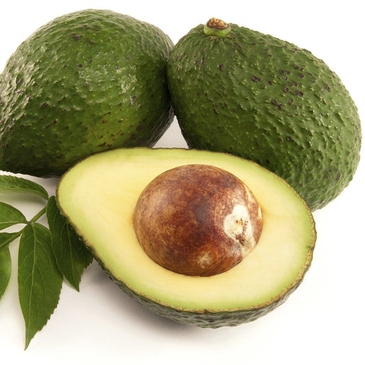 Avocado Tree Seeds Fruit Tree Seeds for Home Gardens, Containers & Outdoor Growing