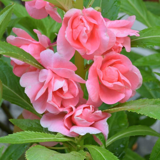 Balsam Flower Seeds ¨C Colorful Annual Shade-Tolerant Variety
