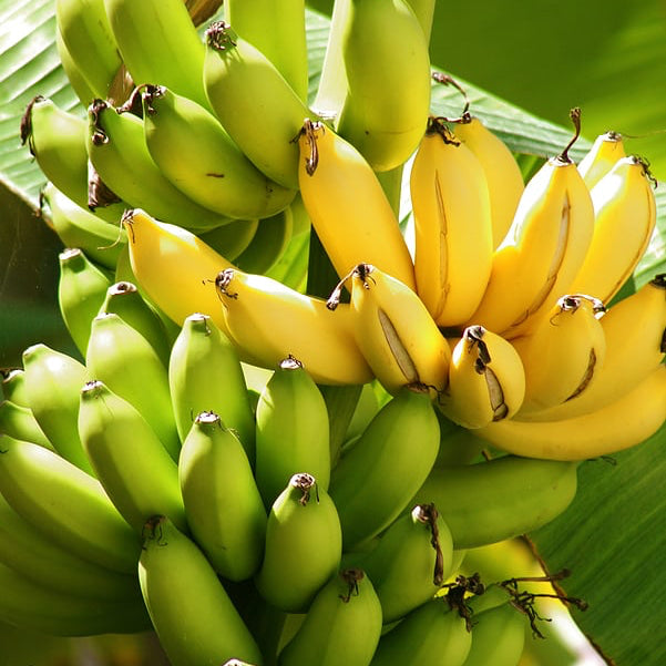 Banana Plant Seeds Tropical Fruit Seeds for Home Gardens, Containers & Outdoor Growing
