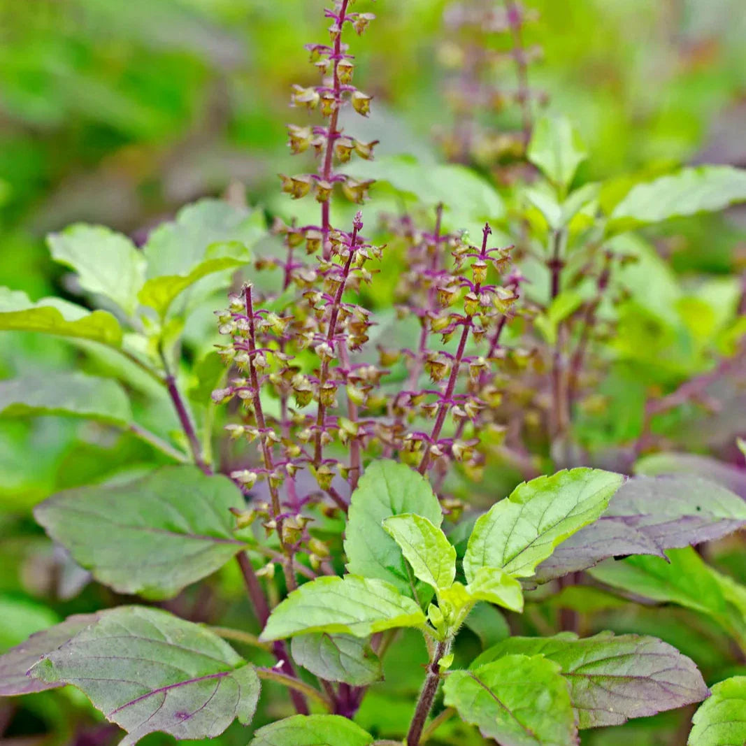 Organic Basil Seeds | Heirloom Non-GMO Herb Seeds for Home Gardens