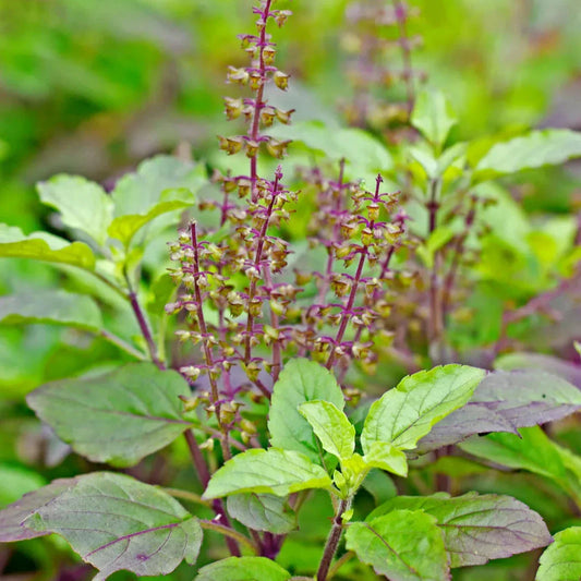 Organic Basil Seeds | Heirloom Non-GMO Herb Seeds for Home Gardens