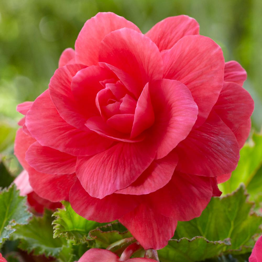Begonia Flower Seeds ¨C Shade-Loving Ornamental Garden Variety