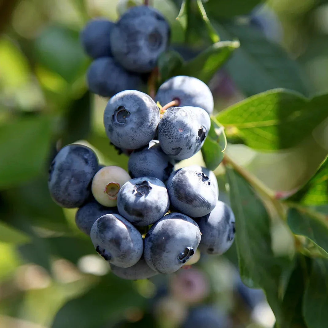 Blueberry Plant Seeds Perennial Fruit Seeds for Home Gardens, Raised Beds & Containers