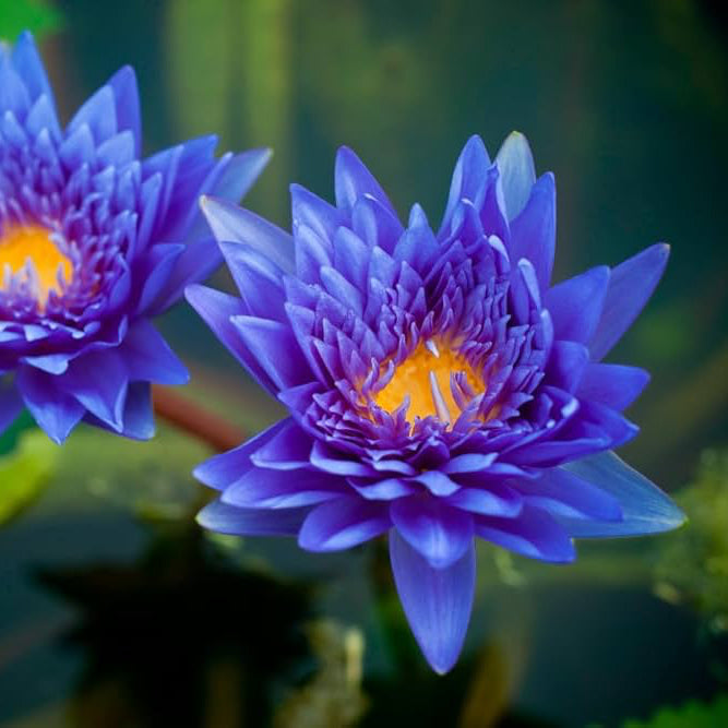 Bonsai Lotus Flower Seeds for Planting ¨C Compact Mini Water Garden Variety Heirloom Non-GMO Seeds