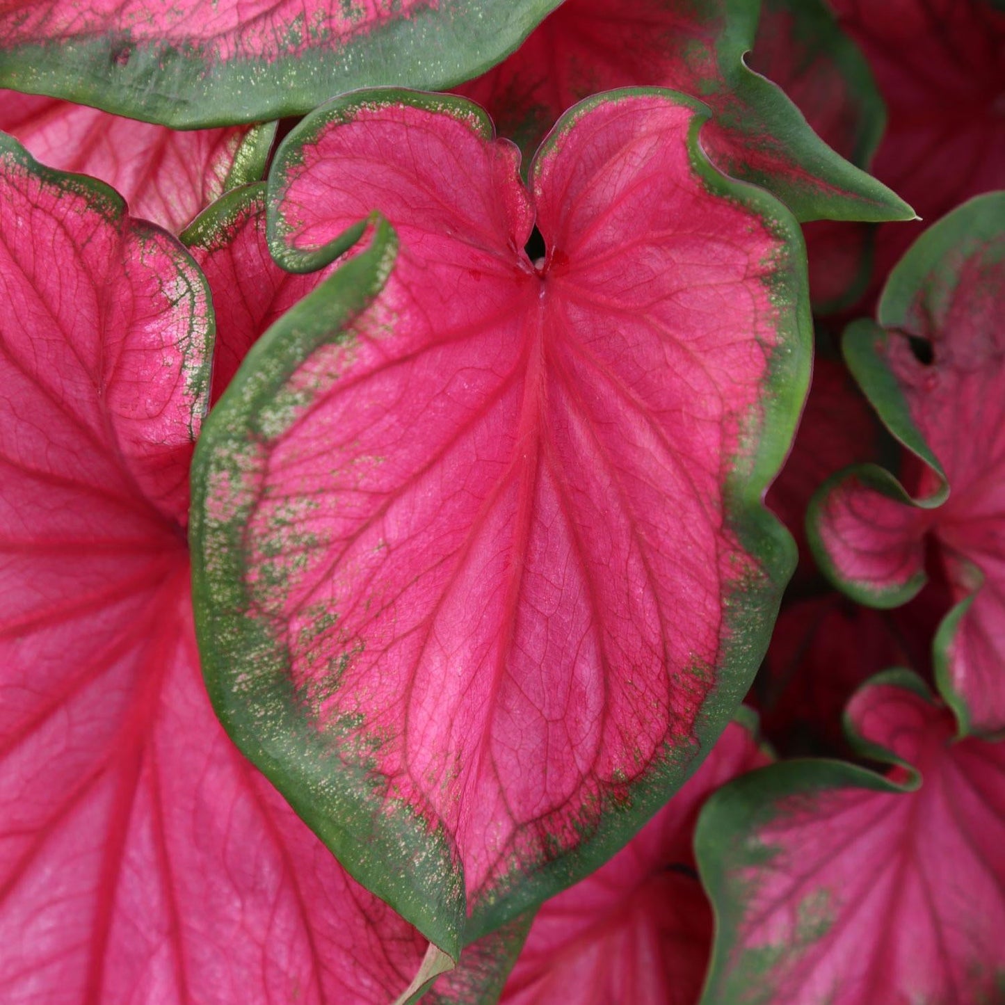 Caladium Bulbs ¨C Colorful Ornamental Tropical Foliage Variety Heirloom Non-GMO Seeds