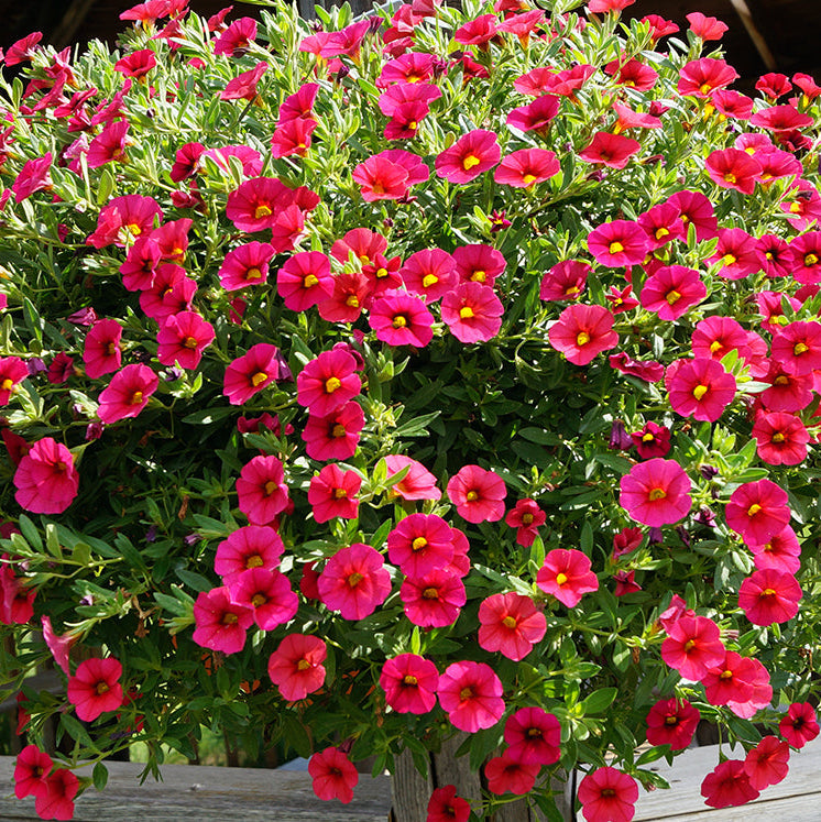 Calibrachoa Flower Seeds ¨C Trailing Blooming Garden Variety