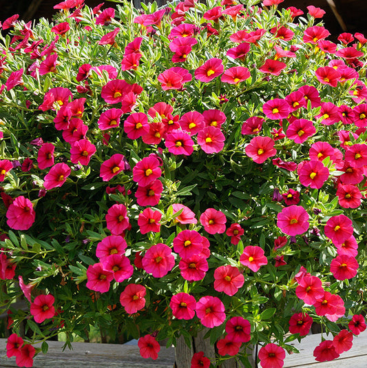 Calibrachoa Flower Seeds ¨C Trailing Blooming Garden Variety