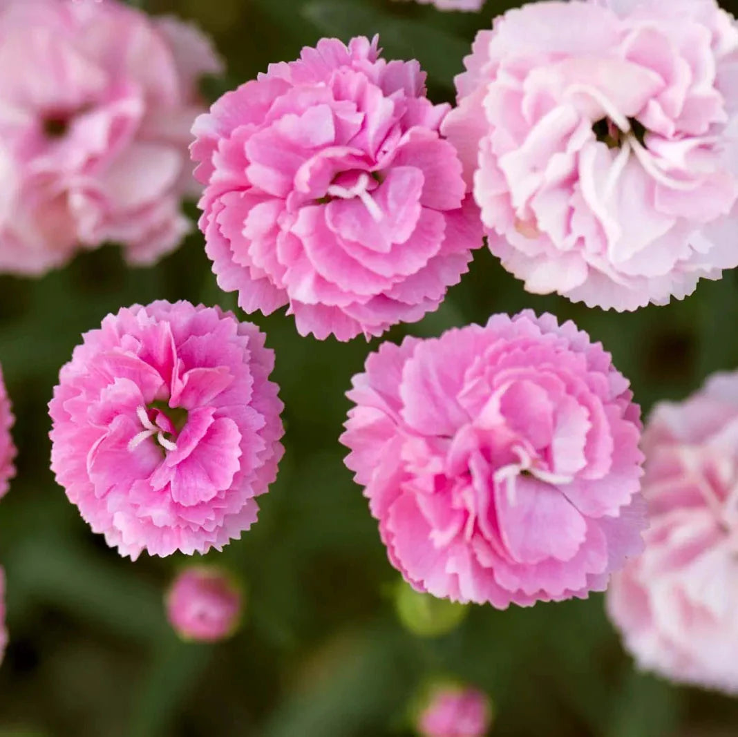 Carnation Flower Seeds ¨C Fragrant Blooming Garden Variety
