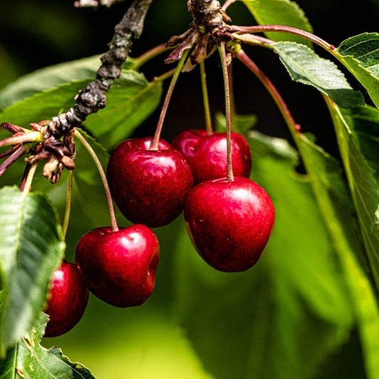 Cherry Tree Seeds ¨C Sweet Fruiting Garden Variety