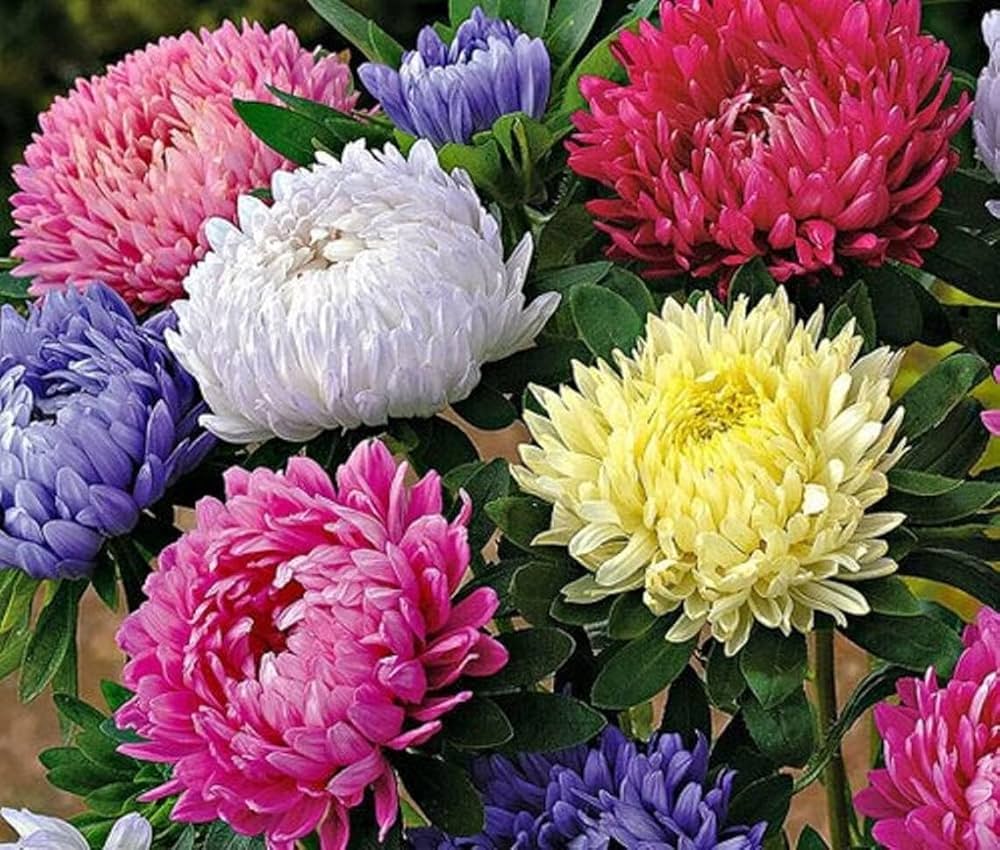 Chinese Aster Flower Seeds for Planting ¨C Vibrant Annual Blooming Garden Variety Heirloom Non-GMO Seeds