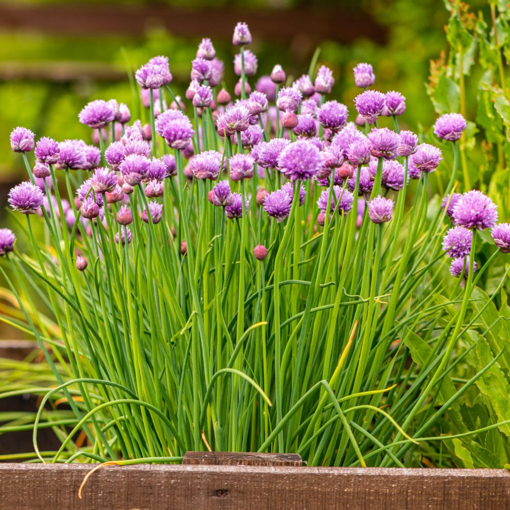 Chive Herb Seeds ¨C Perennial Onion-Flavored Variety