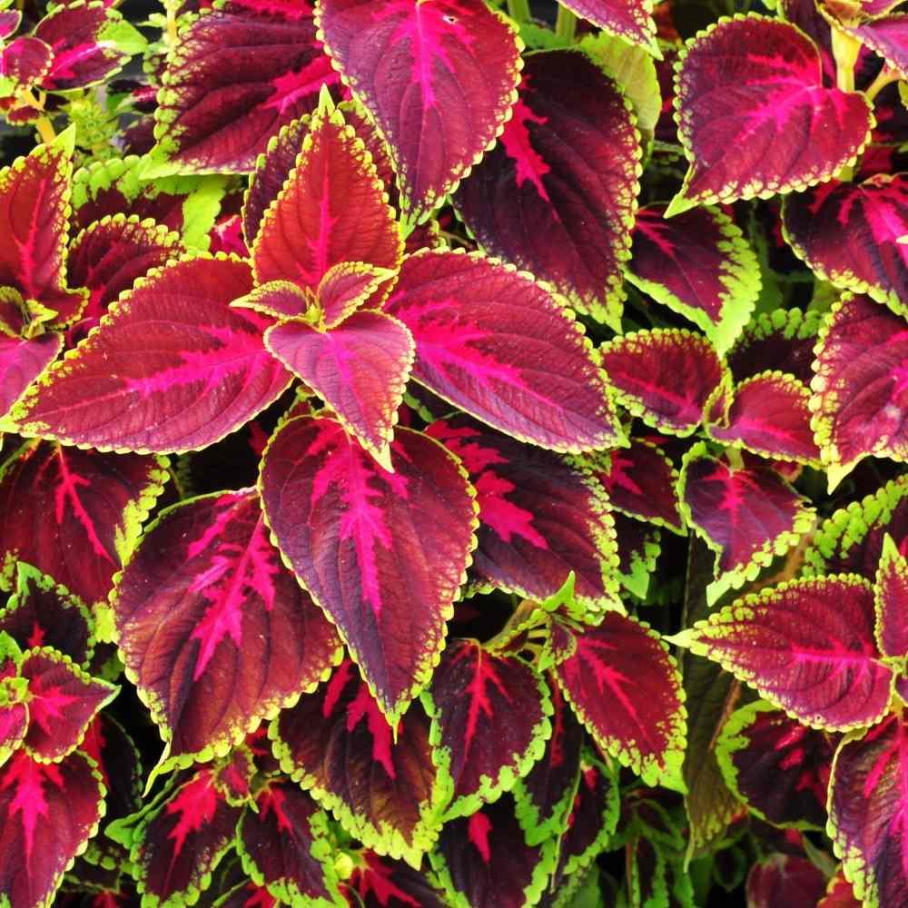 Coleus Flower Seeds for Planting ¨C Vibrant Ornamental Foliage Garden Variety Heirloom Non-GMO Seeds