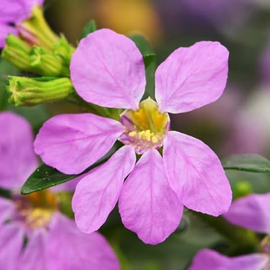 Cuphea Flower Seeds ¨C Heat-Loving Blooming Pollinator Garden Variety