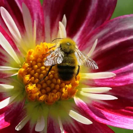 Dahlia Flower Seeds ¨C Vibrant Decorative Blooming Garden Variety