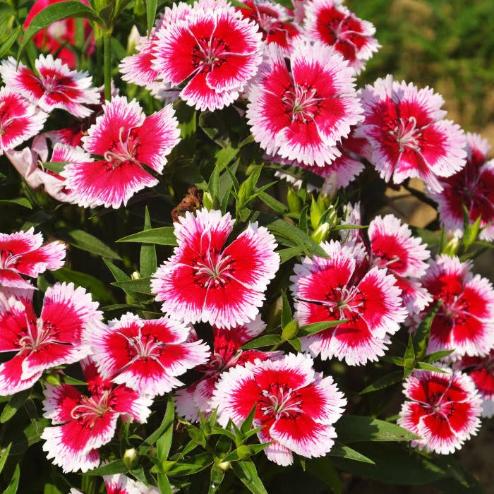 Dianthus Flower Seeds ¨C Fragrant Blooming Perennial Garden Variety