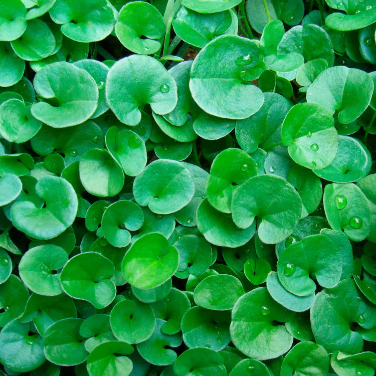 Dichondra Flower Seeds ¨C Trailing Ornamental Ground Cover Variety