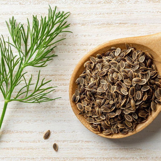 Dill Herb Seeds | Heirloom Non-GMO Herb Seeds for Home Gardens