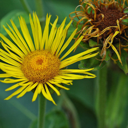 Elecampane Herb Seeds for Planting ¨C Hardy Perennial Garden Variety Heirloom Non-GMO Seeds