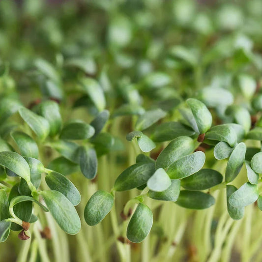 Fenugreek Herb Seeds | Heirloom Non-GMO Herb Seeds for Home Gardens