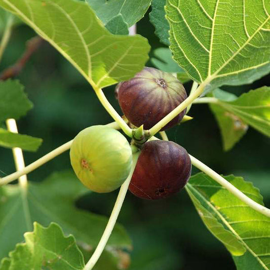 Fig Tree Seeds Fruit Tree Seeds for Home Gardens, Containers & Outdoor Growing